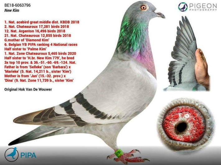 Các chuyên gia cho rằng nhà sưu tầm Nam Phi đã trả giá quá cao cho con vật không phải để sử dụng trong các cuộc đua mà chỉ để nhân giống.