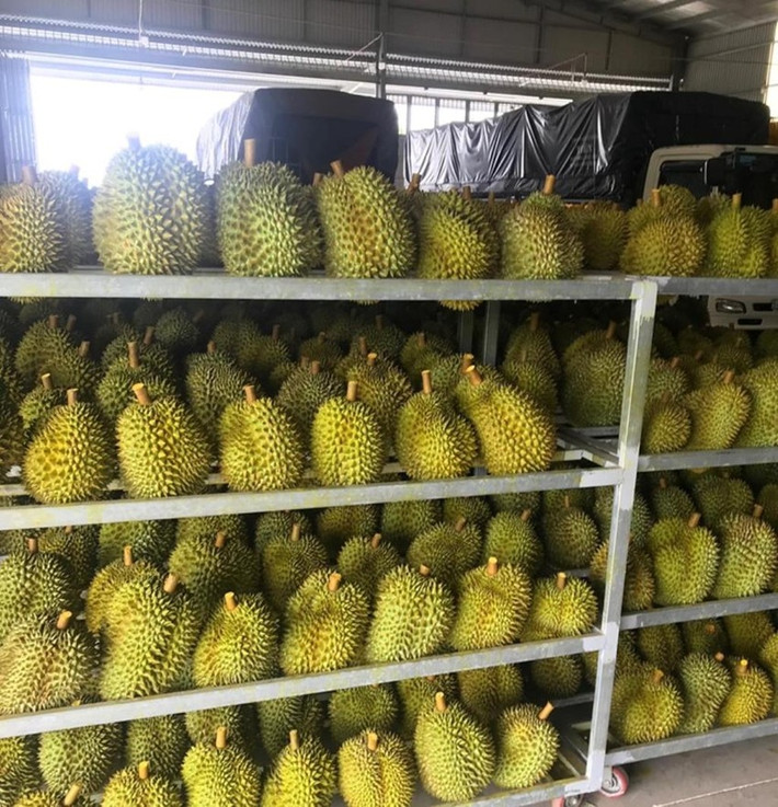Tháng 8/2019, hơn 300 tấn sầu riêng Việt cũng được xuất khẩu sang Mỹ. Ảnh: Plo