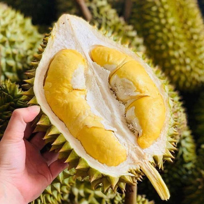 Với trọng lượng mỗi trái dao động từ 2-3kg, một quả sầu riêng Ri6 của Việt Nam có giá từ 822.000 đến 1,23 triệu đồng. Ảnh: Cao Nghệ Fruits