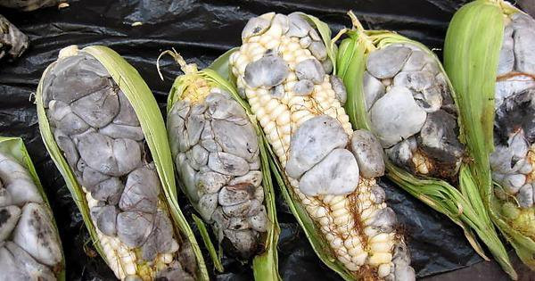 Huitlacoche là một món ăn phổ biến trong ẩm thực Mexico, nhưng hiếm khi xuất hiện trong các món ăn bên ngoài đất nước này. Ở Mỹ, nó hầu như không được tìm thấy trước khi Howard đưa nó vào thực đơn ở một số nhà hàng. Ảnh: Ređdit