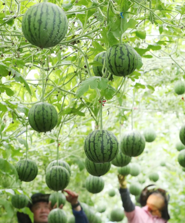 Những năm gần đây, người dân Hàn Quốc "chuộng" loại dưa hấu nhỏ xinh thường được gọi là dưa hấu táo.