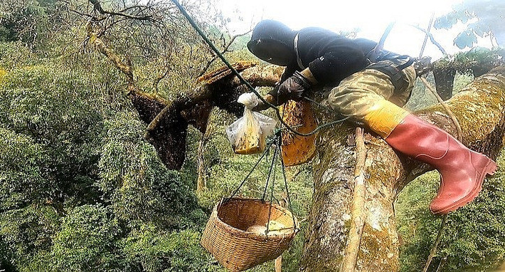 Tuy mhiên, săn mật ong rừng là một nghề thực sự nguy hiểm, không phải ai cũng làm được. Ảnh: Người đưa tin