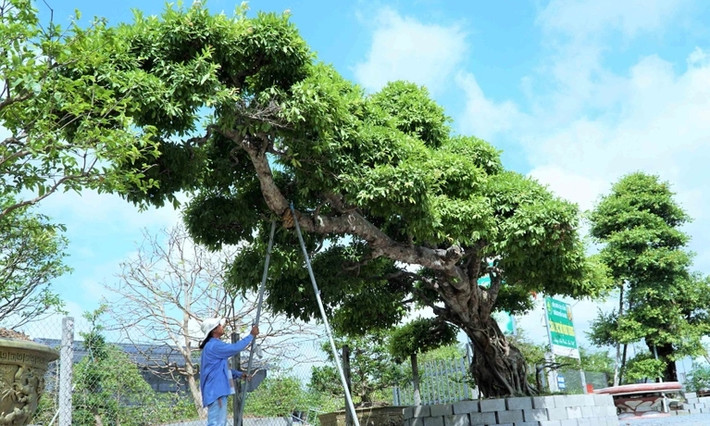 Cây sộp mang tên Đại long kỳ mộc của anh Vũ Đức Đông (phường An Hòa, TP Sa Đéc, Đồng Tháp) được Tổ chức Kỷ lục Châu Á công nhận xác lập kỷ lục độc bản vào năm 2021. Ảnh: Dân trí