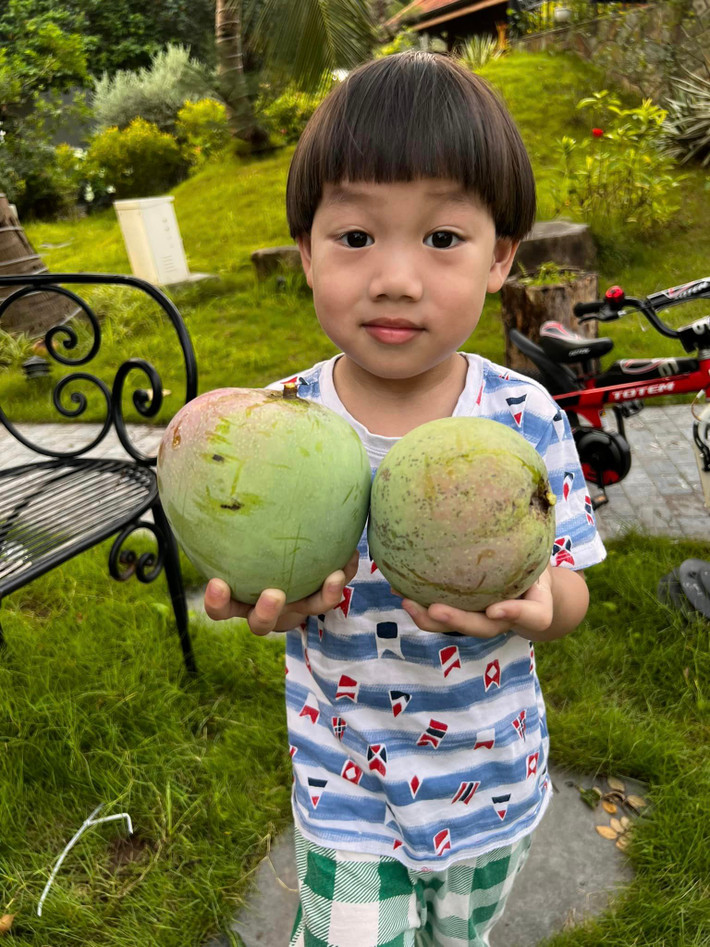 Bà xã Xuân Bắc cho biết đây là giống xoài Úc. Trái xoài Úc to, khi chín có màu vàng ửng hồng rất đẹp. Ảnh: FBNV