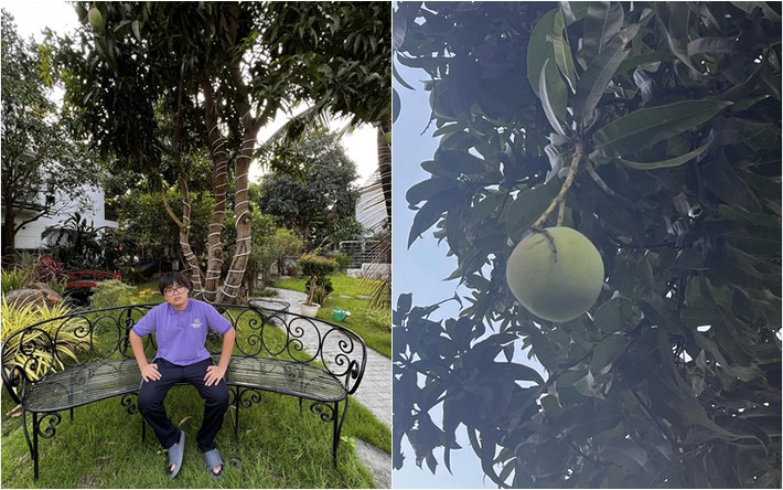 Trước đó, vợ nam nghệ sĩ cũng đăng tài hình ảnh Bi Béo bên cây xoài cao, trái đang độ phát triển. Ảnh: FBNV