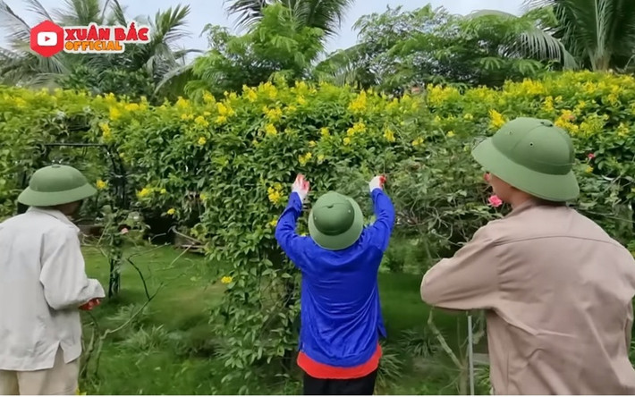 Hai con trai lớn thường được bố giao nhiệm vụ chăm sóc cây trong vườn. Ảnh: FBNV