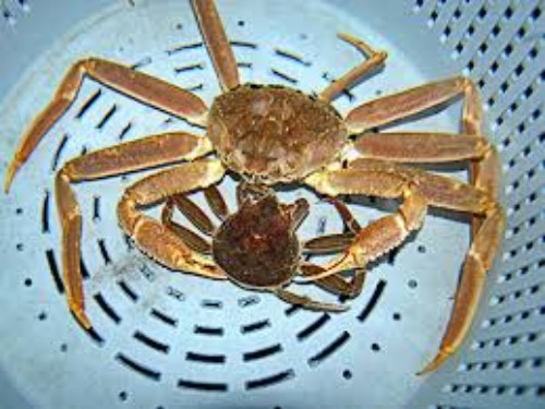Do môi trường sống lạnh giá nên bên ngoài vỏ cua tuyết rất cứng. Ảnh: Noaa