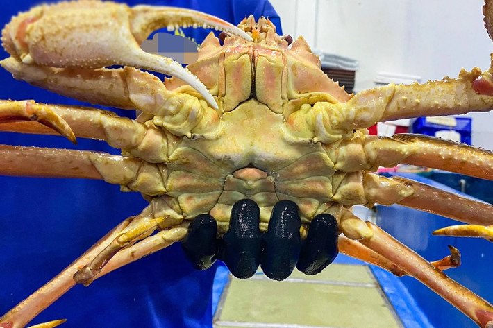 Cua tuyết sống có trọng lượng khoảng 0,8-1,2 kg. Vì thế, trung bình thực khách phải chi tới 2 triệu đồng cho một con cua tuyết. Ảnh: Haisanhoanggia