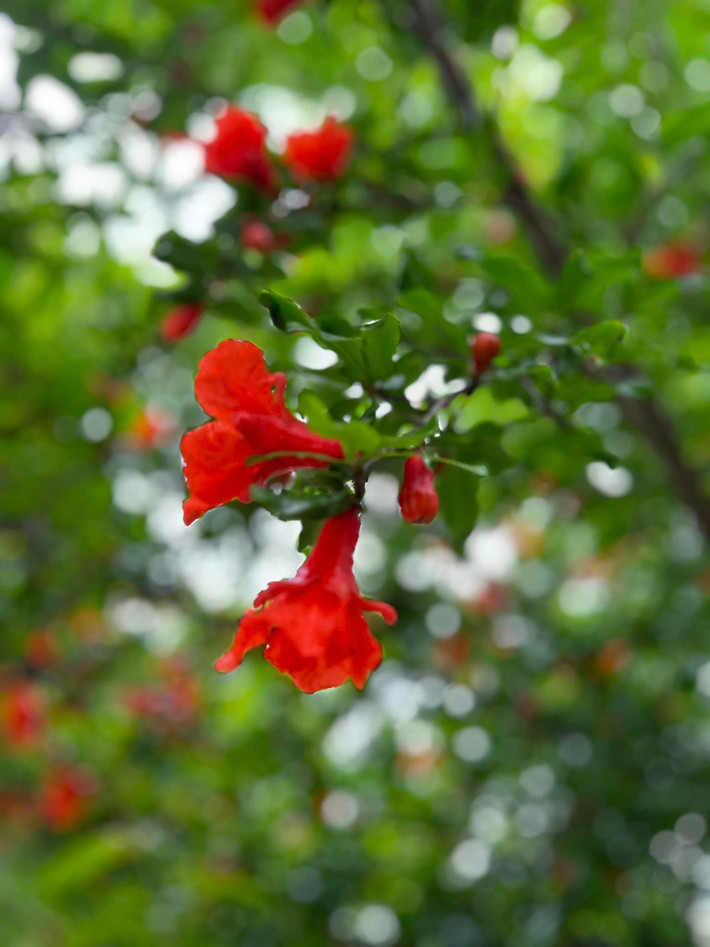 Phía dưới bài viết, nhiều khán giả bày tỏ sự thích thú trước khu vườn ngập tràn hoa và trái cây của Kim Hiền.