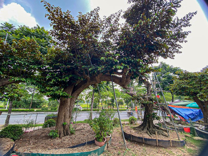 Khu vườn vú sữa cổ có tên là “Đại Phúc Garden”, tọa lạc tại Long Biên (Hà Nội) với diện tích hàng nghìn m2 của anh Nguyễn Hải Đăng có hàng chục cây vú sữa quý hiếm. Ảnh: Daidoanket