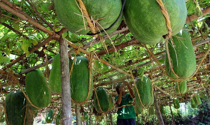 Nhiều gia đình trong làng trồng giàn bí trước sân nhà, trên các khung giàn đan kín bằng tre, gỗ chắc chắn lúc lỉu hàng chục quả bí khổng lồ. Ảnh: Tour du lịch Quy Nhơn