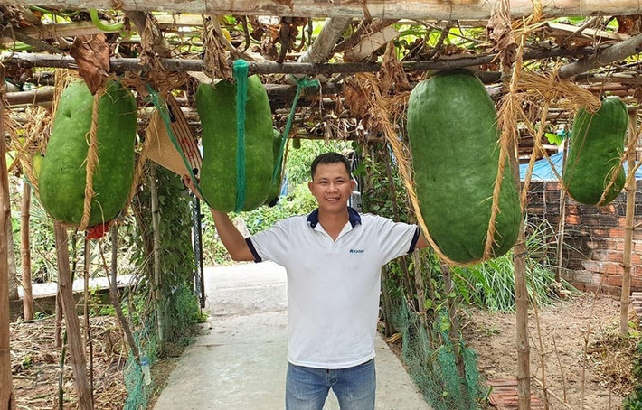 Ngoài bãi biển thơ mộng, hòn đảo ven bờ hoang sơ... Bình Định còn thu hút nhiều du khách bởi một điểm đến thú vị đó là làng bí đao khổng lồ. Ảnh: Vietnamplus