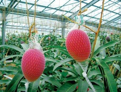 Ông Hiroyuki Nakagawa đã tạo ra giống xoài đắt nhất thế giới bằng cách sử dụng nhà kính đầy sương mù cùng các tài nguyên thiên nhiên như tuyết và suối nước nóng để làm mát và sưởi ấm cho cây. Ảnh: Mango world