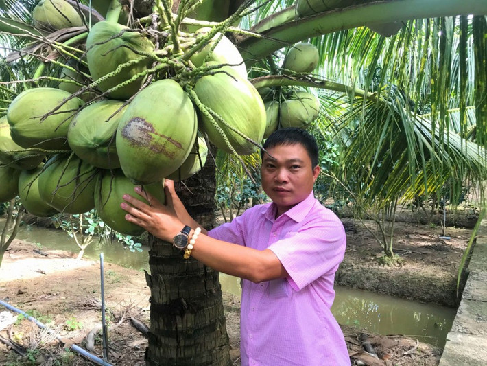 Mỗi một buồng sẽ chỉ có khoảng 2-3 quả là dừa sáp, còn lại là dừa khô. Thậm chí, có những buồng không có một quả dừa sáp nào. Ảnh: Báo Cần Thơ