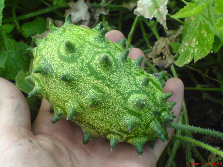 Dưa chuột gai hay còn gọi là dưa sừng Kiwano có nguồn gốc từ châu Phi, được trồng nhiều ở các nước nhiệt đới như Úc, Chile, New Zealand, Mỹ, Nhật Bản,... Ảnh: Facebook