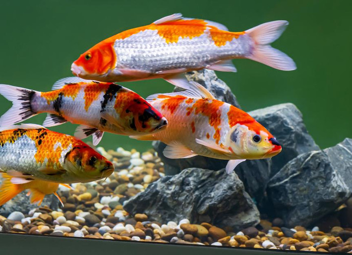 Trung bình, cá Koi có thể đạt kích thước khoảng 0,9 mét. Con cá koi lớn nhất 1,2 mét. Ảnh: Petmd