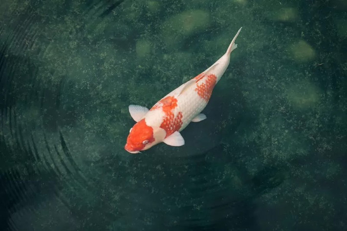 Theo Cool Fish Network, cá Koi đẻ một triệu quả trứng. Trong số một triệu quả trứng đó, chỉ có 60% nở và đó không phải là lý do để một người nuôi cá ăn mừng. Ảnh: Lovetoknowpets