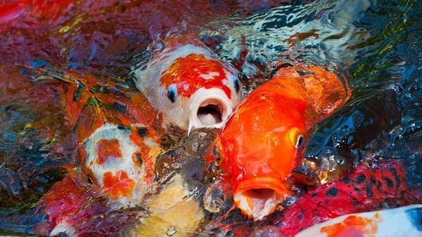 Một trong những lý do khiến cá Koi đắt đỏ là nguồn cung thấp và nhu cầu cao. Ảnh: Kanokoi