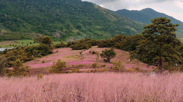 Trong khu sinh thái M’Đrăk còn có đồi cỏ hồng mênh mông như một tấm thảm khổng lồ. Ảnh FB DuBai Việt Nam