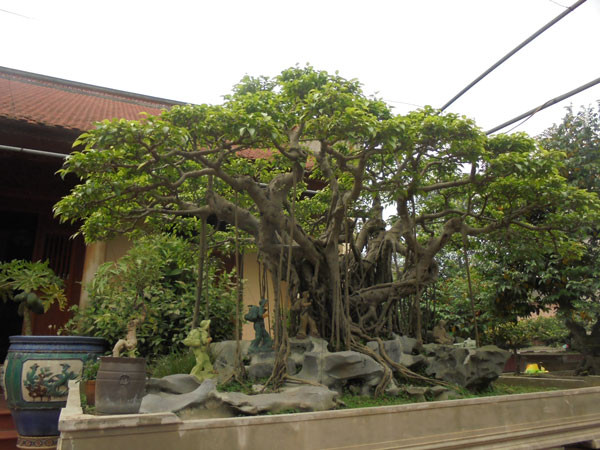 Ngoài cá Koi, nhiều đại gia Việt còn mạnh tay chi tiền để sở hữu "siêu cây" độc nhất vô nhị. Ảnh: Dân Việt