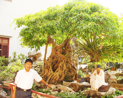Dịp Tết Nguyên đán 2010, đại gia Toàn "đô la" bạo tay chi đến 1,2 triệu USD (tương đương hơn 20 tỷ đồng), để rinh một cây sanh 200 tuổi về trưng Tết. Ảnh: Vietnamnet