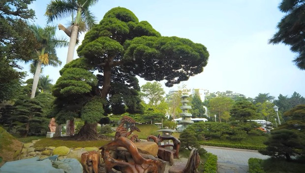 Sừng sững ngay lối vào là một cây tùng hơn 400 năm, thuộc hạng rất "có số có má" trong giới chơi cây nước Nhật.