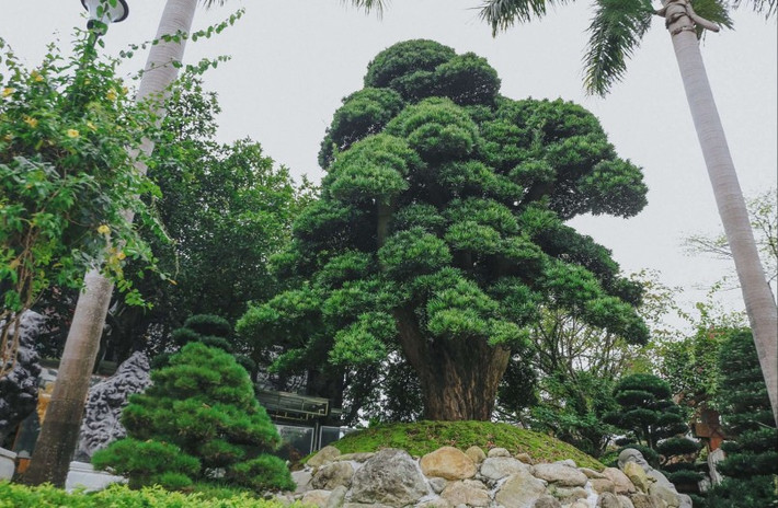 Đáng chú ý, khu vườn trong biệt thự có nhiều cây quý tuổi đời hàng trăm năm.