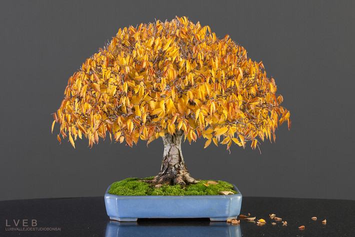 Thời điểm khi lá thay đổi màu sắc là thời điểm đẹp nhất của chậu bonsai.