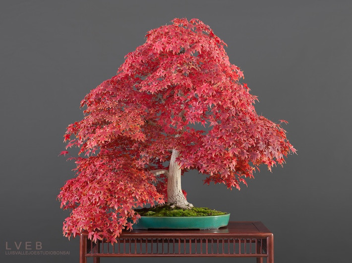 Không ít nghệ nhân mê dòng bonsai đổi màu theo mùa. Bốn mùa trong năm, cây thay lá đem lại diện mạo cực độc lạ cho chậu bonsai.