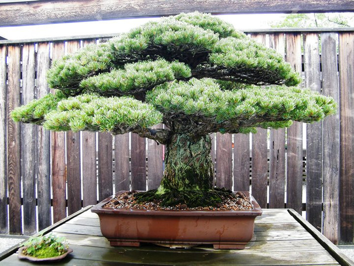 Vẻ đẹp, giá trị của bonsai còn nằm ở tuổi đời của cây. Những cây hàng trăm năm tuổi bao giờ cũng được giới cây cảnh nghệ thuật yêu thích và săn lùng. Hình ảnh châu bonsai với cây cảnh tuổi đời 400 năm ở Nhật Bản.