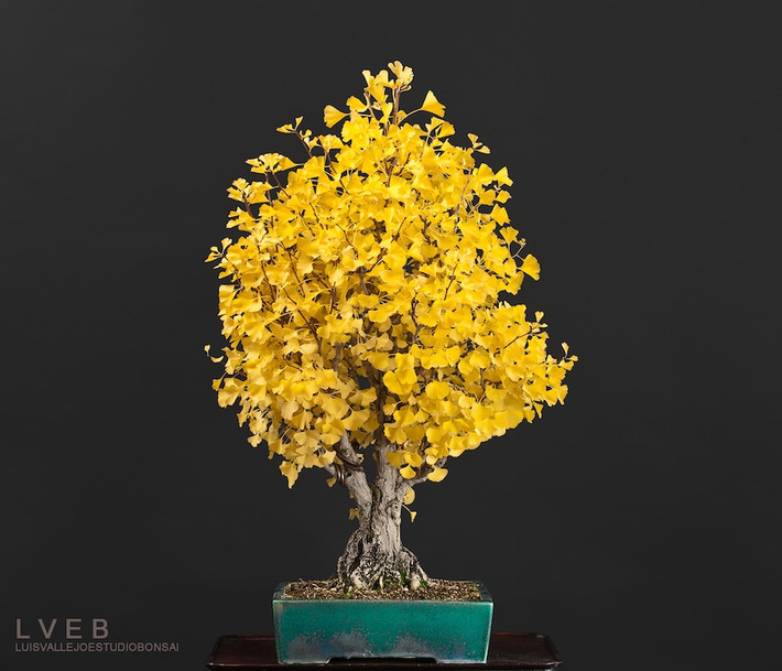 Sắc vàng rực rỡ của chậu bonsai.