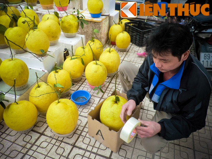 Chủ cửa hàng hoa quả đang đóng hộp bưởi vàng tiền triệu cho khách mua.