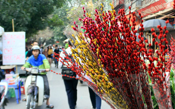 Tầm xuân là loài hoa được cắm trong nhà ngày Tết khá nhiều, chúng bao hàm ý nghĩa báo xuân. Tầm xuân có ý nghĩa đặc biệt về sự may mắn và thịnh vượng.