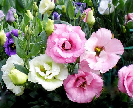 Trong số các loại hoa cắm Tết mang ý nghĩa may mắn, cát tường rất được ưa chuộng. Ngay chính tên loài hoa này đã nói lên mong muốn, nguyện vọng điều hay, điều tốt đến nhà vào đầu xuân.
