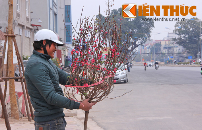 Trung bình mỗi cành đào dáng tròn, nhiều hoa và nụ có giá bán từ 40.000 - 80.000 đồng. Trước Tết, một cành đào như thế này có giá đến 200.000 đồng.