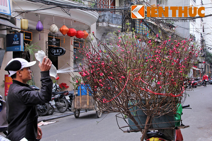 Dù đã qua Tết Nguyên đán nhưng vẫn không khó để tìm được những gánh hàng, xe chở đào khắp phố phường Hà Nội.