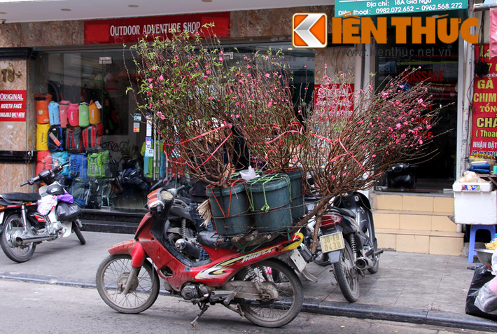 Các cành đào nhỏ, tiện mang đi lễ chùa hoặc cắm trong nhà bán chạy hơn cả. Anh Tuấn (một người bán đào) ngậm ngùi chia sẻ: Nếu như trước Tết, giá mỗi cành dao động từ 300.000 đồng thì sau Tết, đào cành rẻ ngang mớ rau.