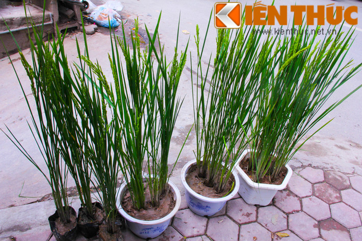 Thay vì chọn các loại hoa cây cảnh thường thấy để bán dịp Tết, nhiều cửa hàng ở Hà Nội lại bán lúa cảnh khá lạ mắt. Mỗi chậu lúa cảnh có giá từ 100.000 - 350.000 đồng, trung bình mỗi khóm lúa có giá 50.000 đồng.