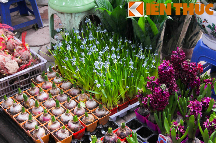 Đa dạng các loại củ tóc tiên, tiên ông, cỏ may mắn... với giá từ 80.000 - 150.000 đồng/chậu.