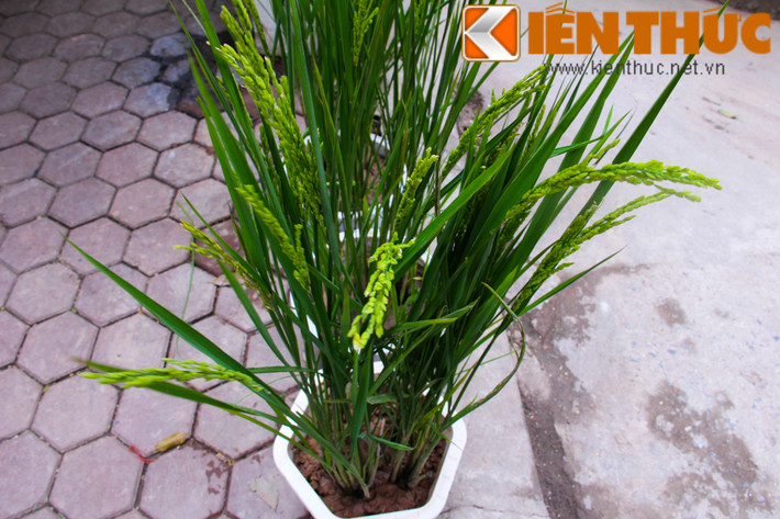 Theo nhiều người, việc có cây lúa cảnh trong nhà sẽ tượng trưng cho một năm no đủ, đầy đặn, công việc hanh thông, phát đạt.