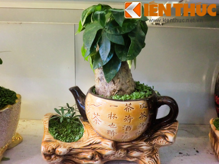Bên cạnh chậu cảnh lúa, năm nay, nhiều chậu cảnh mini chơi Tết cũng có giá bạc triệu. Trong đó, các loại cây phát tài, phát lộc, cây phong thủy đội giá lên gấp 2 so với năm trước.