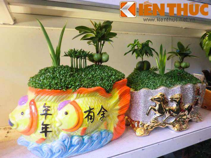Các loại cây may mắn, cỏ may mắn lên chậu có giá từ vài triệu đồng.