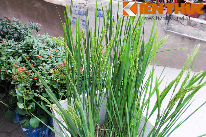 Theo một chủ cửa hàng hoa trên đường Hoàng Hoa Thám (Hà Nội): "Lúa được lên chậu bán dịp Tết là loại nếp cái hoa vàng. Chúng có mùi thơm dễ chịu và có độ bền khá lâu".