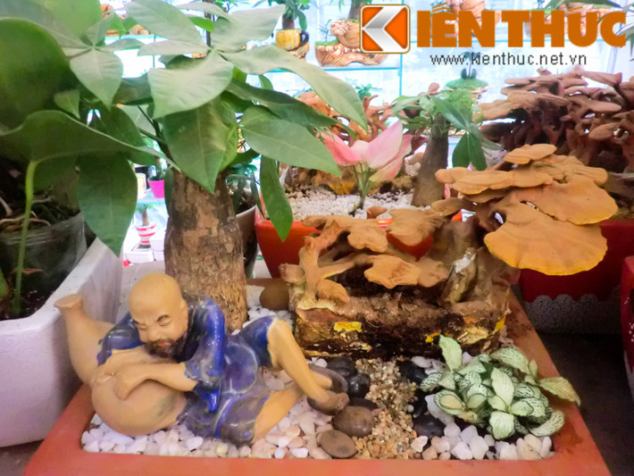 Linh chi bonsai có giá từ 1 - 3 triệu đồng/chậu (tùy kích thước cây linh chi và số lượng cây lên chậu).