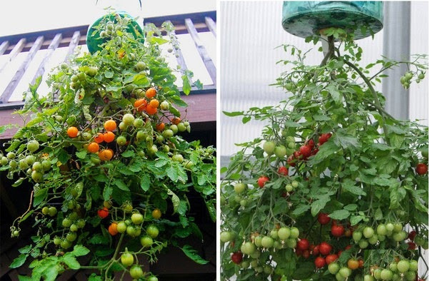 Hạt giống các loại rau củ, bộ đồ trồng rau sạch tại nhà... có thể là món quà độc lạ của 8/3 năm nay bạn dành cho mẹ.