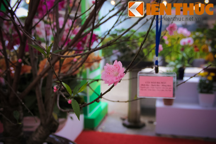 Mỗi giống đào có một đặc trưng khác nhau, cái khó là việc ghép và chăm sóc chúng ra hoa trên cùng một cây, vào các thời điểm sát nhau.