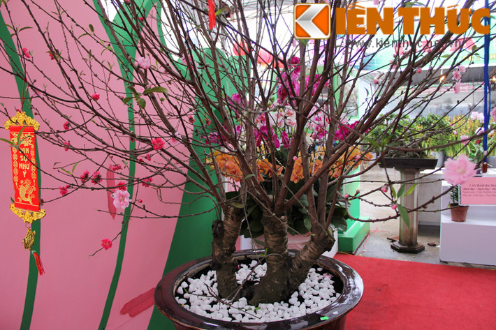 Từng có rất nhiều cuộc "hôn phối" giữa các loại đào khác nhau để cho ra những cây cảnh Tết có 1-0-2. Tại Đà Lạt, từng có cây "hoa đào Mười Lời" của nghệ nhân Đà Lạt, ghép đào Nhật Tân và đào Đà Lạt với 5 loại khác nhau như hồng đào, bạch đào, mận tam hoa, bích đào và liễu đào.