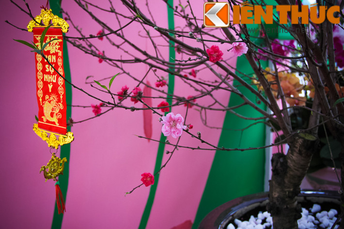Xuất hiện tại một chợ hoa, cây cảnh Xuân Bính Thân (trên đường Hoàng Quốc Việt, Hà Nội), một cây đào Tết có ba loại hoa khác nhau trên cùng một cây, gồm: bích đào, hồng đào và bạch đào đã nhanh chóng thu hút sự chú ý của không ít người.