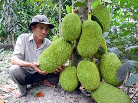 Đây là giống mít được trồng nhiều ở vùng Cần Thơ. Cây giống mít không hạt dao động từ 20.000 đồng, mít được thương lái mua tại vườn với giá từ 30.000 - 40.000 đồng/kg, mang lại giá trị kinh tế cao.
