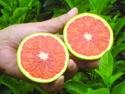 Trong số các loại quả không hạt được khách hàng ưa thích tìm mua trong thời gian gần đây có giống cam Cara không hạt. Cam Cara có vỏ màu vàng sáng, ruột màu đỏ thẫm. Xuất xứ là cam không hạt Navel của vùng Valencia, nước Venezuela (còn gọi cam Valencia) sau đó trồng sang Mỹ và Úc. Cam Cara bán ra thị trường có giá từ 90.000 - 95.000 đồng/kg.